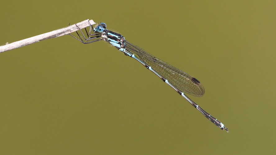J17_4469 Blue Damselfly.JPG